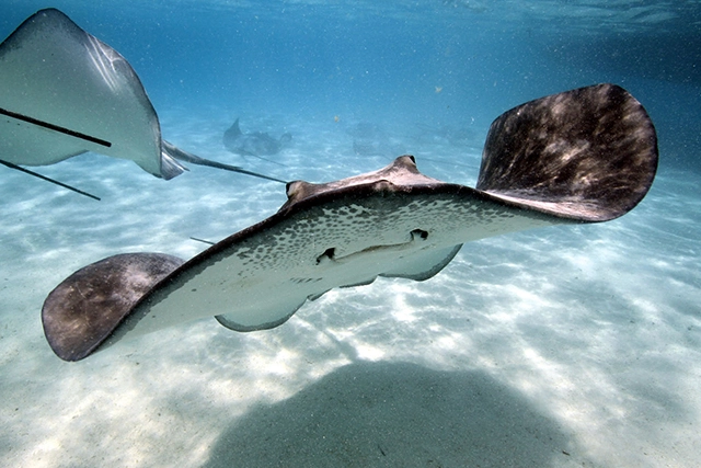 stringray tour Antigua
