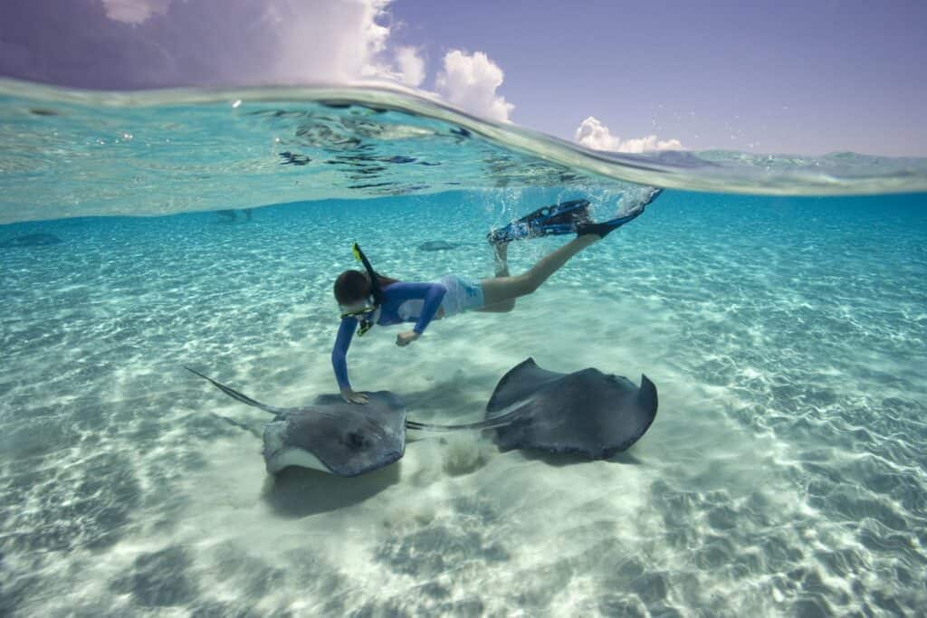 swimming with stingrays