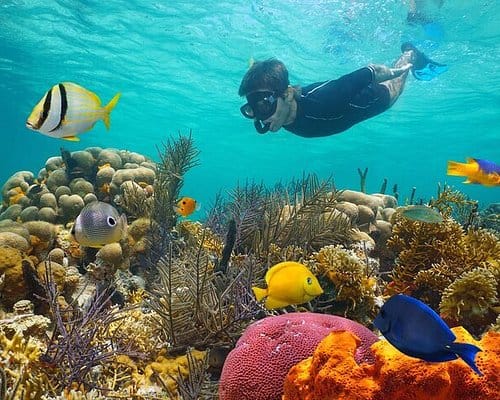 Snorkeling Reef in Antigua